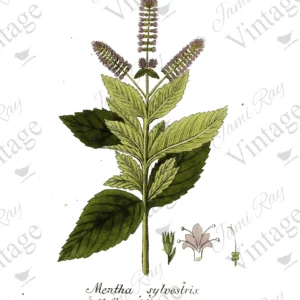 mentha flower | jrv rice paper | A4