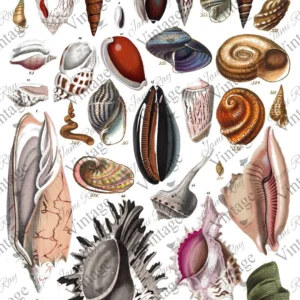seashells | jrv rice paper | A4