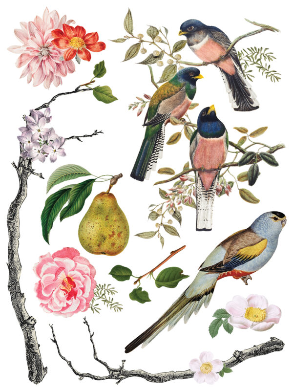 menagerie | IOD transfer - Image 3