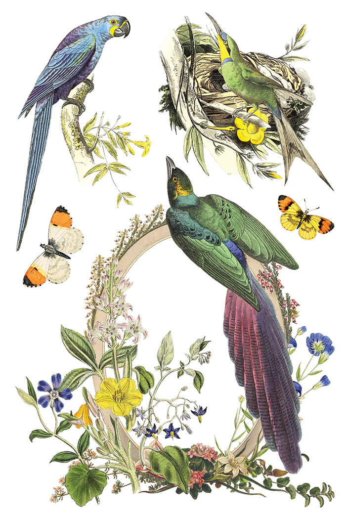 flora greca | IOD transfer - Image 4