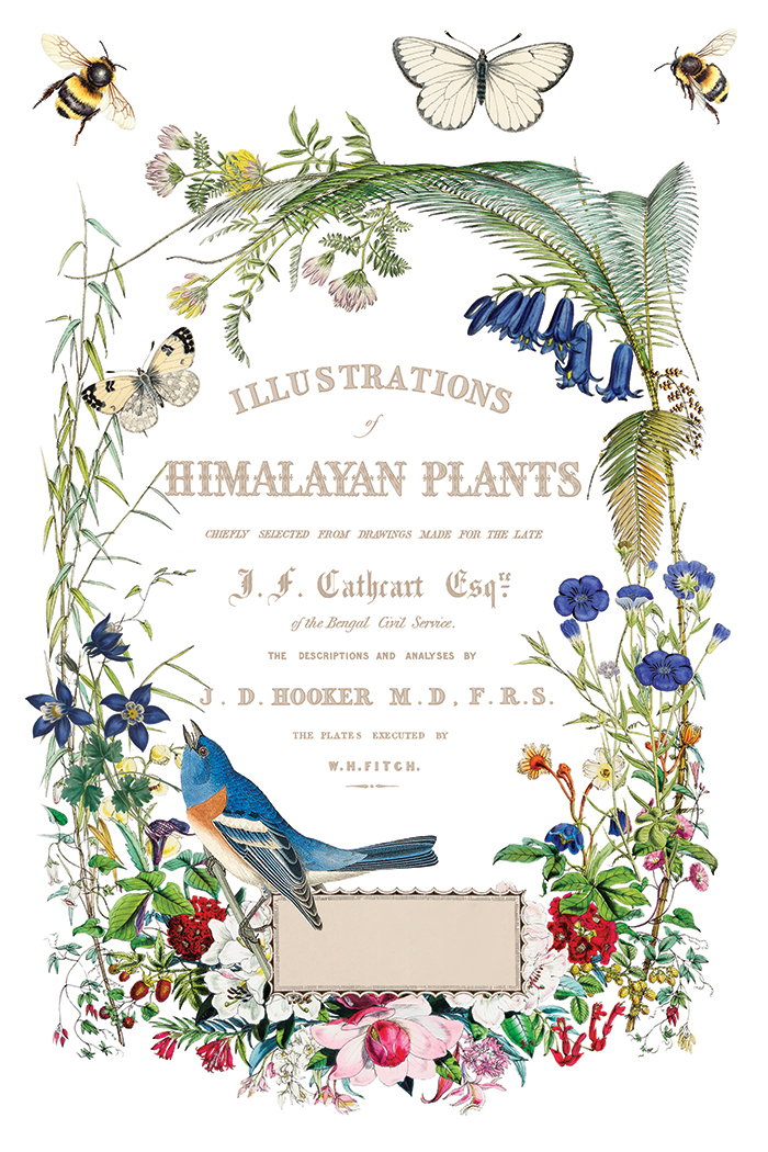 flora greca | IOD transfer - Image 6