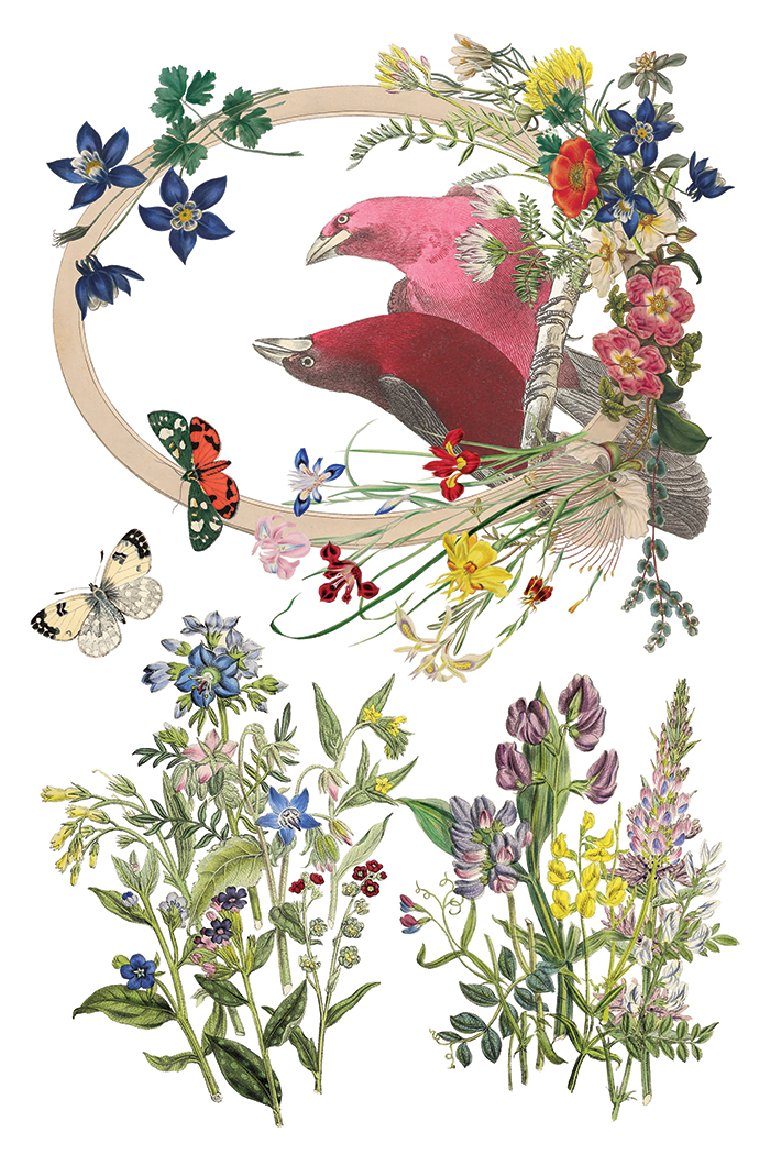 flora greca | IOD transfer - Image 7